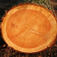 European Larch