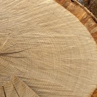 American White Oak