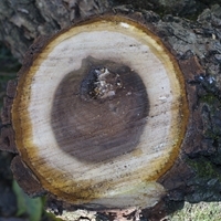 American Walnut